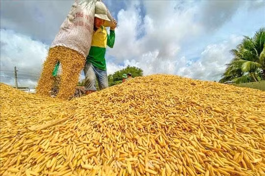 Giá lúa gạo hôm nay 13/1: Thị trường đi ngang, lúa Đài Thơm 8 giữ mức 8.750 đồng