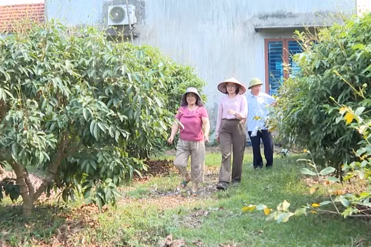 Bắc Ninh: Từ “vườn vải đẹp” đến thương hiệu bền vững