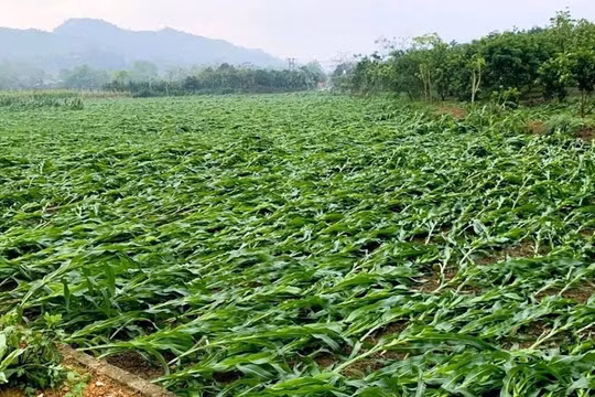Mưa dông kèm lốc xoáy gây thiệt hại nghiêm trọng về người và tài sản ở Tuyên Quang