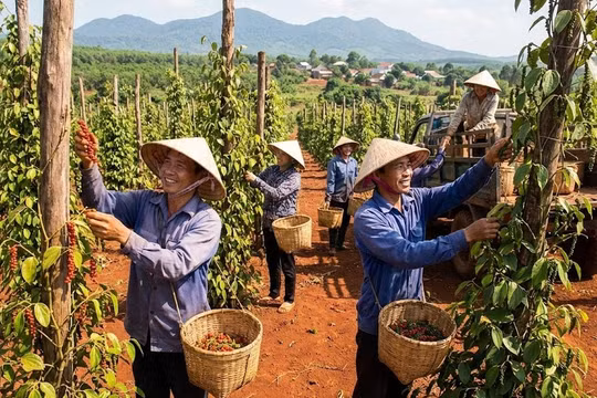 Giá tiêu hôm nay 18/1: Đứt mạch giảm sâu, thị trường nín thở chờ tín hiệu mới