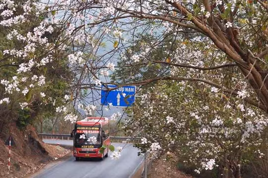 Tháng Ba về, Điện Biên rực rỡ trong không khí Lễ hội hoa ban