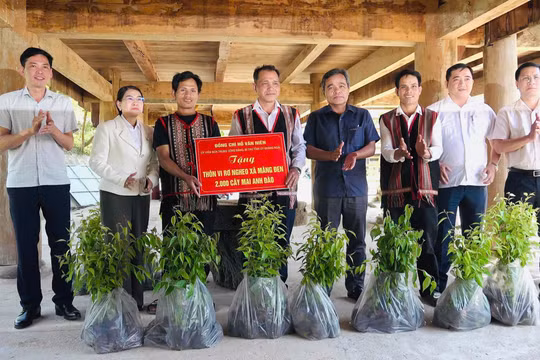 Quảng Ngãi: Đồng bào Xơ Đăng trồng 2.000 cây mai anh đào ở Làng du lịch cộng đồng Vi Rơ Ngheo