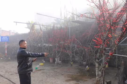 Đào đá cổ của người Mông xuống phố khoe sắc