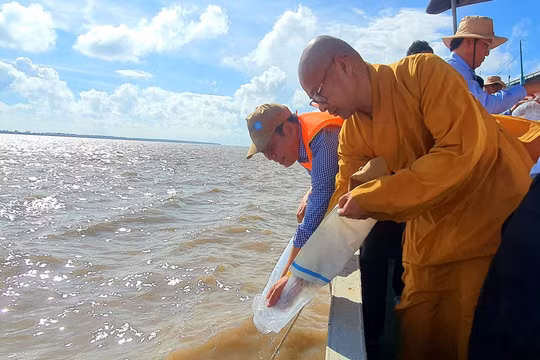 Cần Thơ thả 3 triệu con tôm giống tái tạo nguồn lợi thủy sản