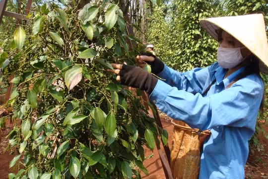 Giá tiêu hôm nay 1/1: Thị trường lặng sóng, duy trì mức 151.500 đồng/kg