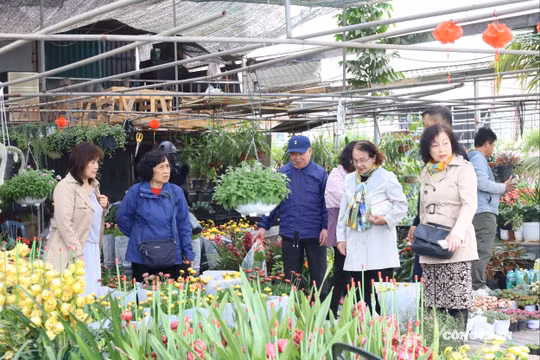 Thủ phủ hoa, cây cảnh miền Bắc tấp nập khách sắm Tết sớm
