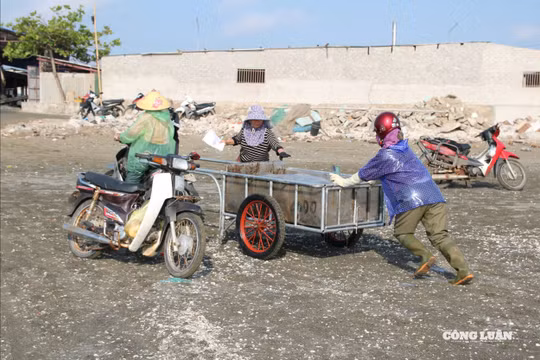 Vớt con vật không xương dưới biển, ngư dân kiếm bộn tiền