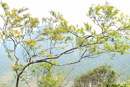 Giải mã 'cơn sốt' muội hồng