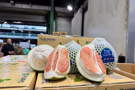 Bưởi Việt chính thức “đặt chân” vào Úc: Lô hàng đầu tiên xuất ngoại bằng đường hàng không