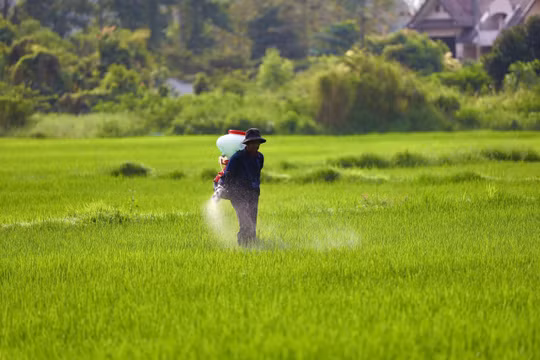 Các tỉnh phía Bắc chủ động phòng chống rét, bảo vệ mạ, lúa mới cấy vụ đông xuân 2025 - 2026