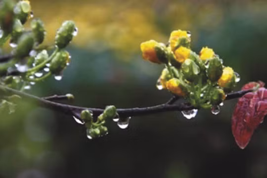 Ấm áp mưa Xuân