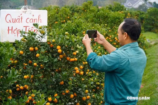 Làng quất Hợp Tiến (Thanh Hóa) tất bật vào Tết