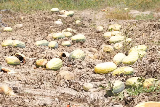 Gia Lai: Hàng trăm tấn dưa hấu thối rữa ngoài đồng, thiệt hại hàng tỷ đồng