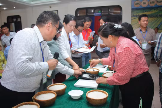 Cà Mau: Khai mạc cuộc thi ‘Gạo ngon vùng Đồng bằng sông Cửu Long’ lần thứ I năm 2026