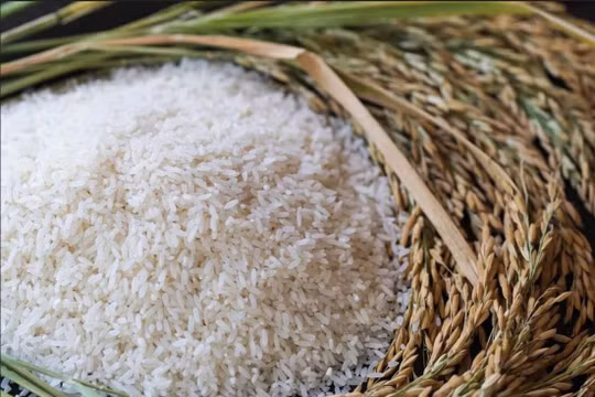 Giá lúa gạo ngày 2/1: Thị trường đi ngang, gạo Đài Thơm 8 đạt 9.050 đồng/kg