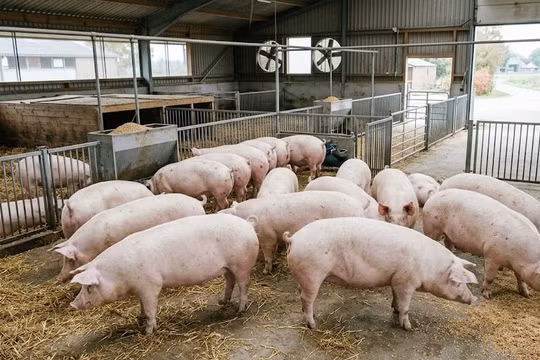 Giá heo hơi hôm nay 2/4: Giá lao dốc ở cả ba miền