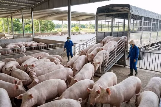 Giá heo hơi hôm nay 1/4: Miền Trung chạm đáy 60.000 đồng/kg