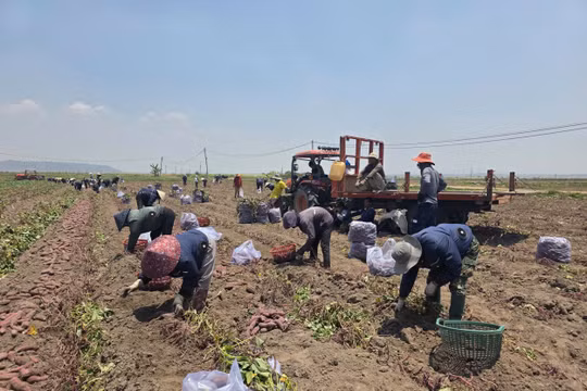 Gia Lai: Vụ khoai đắng, nông dân vùng “chảo lửa” đối mặt nguy cơ thua lỗ nặng