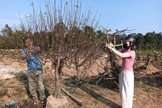 Thanh Hóa: Đào Thọ Phú "hồi xuân" sau Tết
