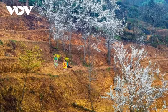 Hà Giang: Khám phá bản tình ca trên đá và sức sống mãnh liệt nơi rẻo cao biên viễn
