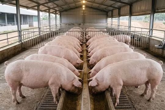 Giá heo hơi hôm nay 30/3: Vì sao miền Bắc chưa thể tăng?
