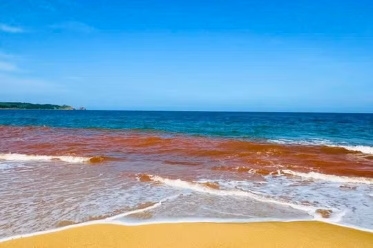 Nguyên nhân khiến nước biển ở Gia Lai có màu đỏ