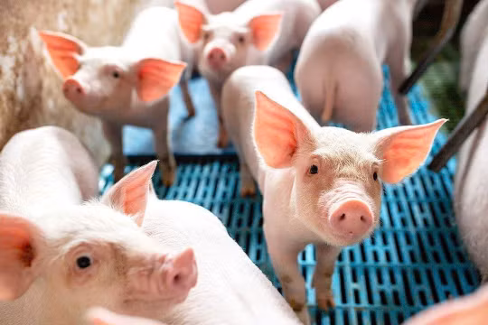 Giá heo hơi hôm nay 13/1: Miền Bắc chạm đỉnh 75.000 đồng/kg, cả ba miền tăng mạnh