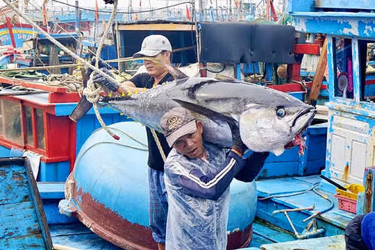 Nỗ lực gỡ thẻ vàng IUU và hành trình hướng tới nghề cá có trách nhiệm và bền vững