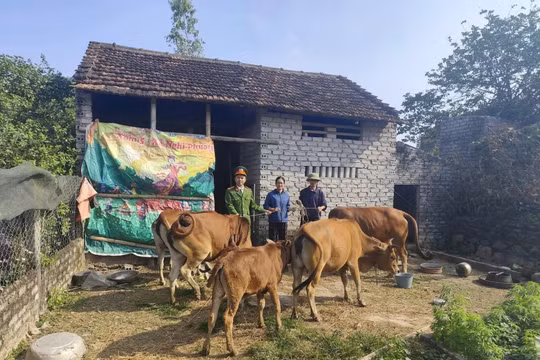 Thất lạc đàn bò trị giá trăm triệu đồng, người đàn ông rơi nước mắt khi nhận được cuộc gọi lạ