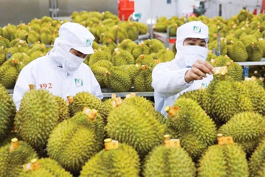 Giá sầu riêng hôm nay 13/1: Sầu Thái duy trì mức cao 110.000 đồng/kg