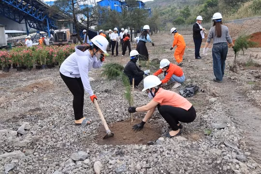 Công ty Nhiệt điện Mông Dương phủ xanh nhà máy bằng hàng nghìn cây trồng mới