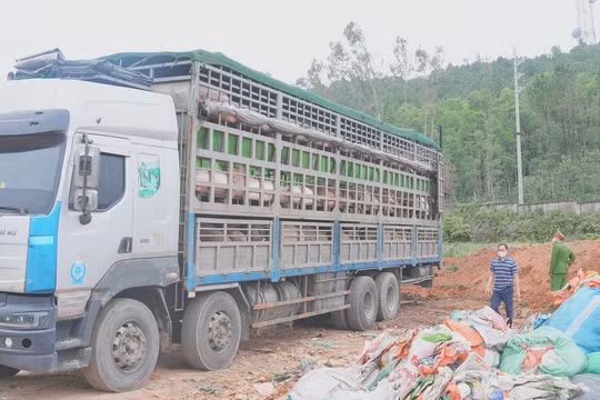 Nghệ An: Ngăn chặn kịp thời lô lợn nhiễm dịch tả châu Phi trước Tết