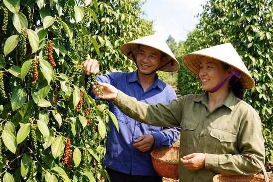 Giá tiêu hôm nay 22/1/2026: Mốc 148.500 đồng có vững?