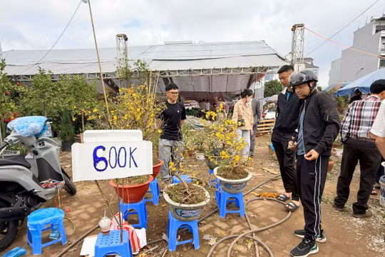 Hải Phòng: Thị trường hoa Tết 'xả hàng', giảm giá mạnh trước đêm Giao thừa