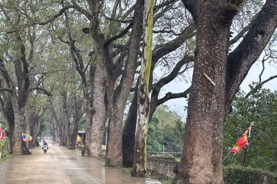 Thanh Hóa: Người dân bảo vệ, gìn giữ hàng cây di sản trăm tuổi
