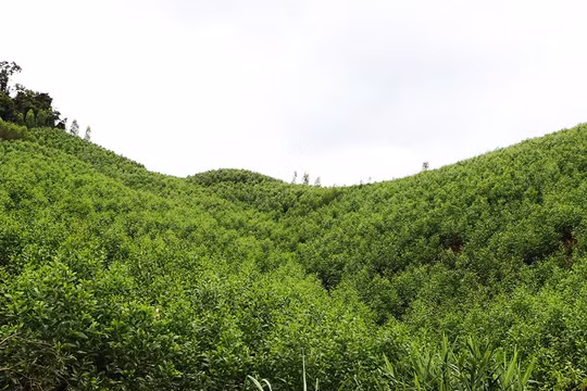 Bắc Ninh: Đẩy mạnh trồng cây, ứng dụng công nghệ số trong quản lý bảo vệ rừng