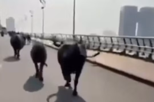Xuất hiện đàn trâu chạy qua nhiều tuyến phố trung tâm ở TP Đà Nẵng