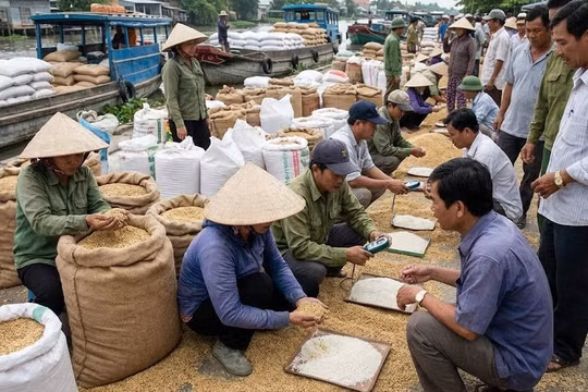 Giá lúa gạo hôm nay 23/1/2026: Gạo nguyên liệu có tăng?