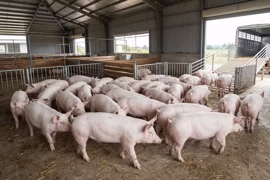 Giá heo hơi hôm nay 16/4: Miền Nam tăng nhẹ, nhiều nơi chạm 69.000 đồng/kg