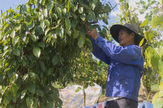 Giá tiêu hôm nay 26/12: Tăng nhẹ, chạm mốc 150.500 đồng/kg