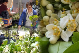 Hoa bưởi xuống phố, hương vị rất riêng của mùa xuân Thủ đô