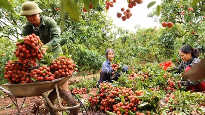 Vải thiều Bắc Giang đang vào mùa thu hoạch. Ảnh minh họa