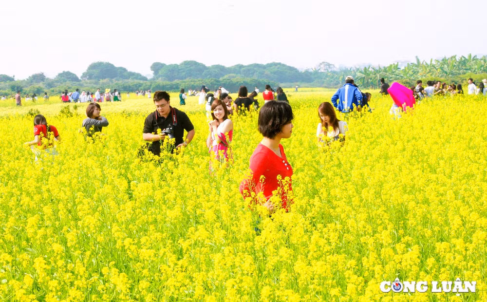 canh dong hoa cai vang khoe sac ruc ro o ngoai thanh thu do ha noi hinh 4