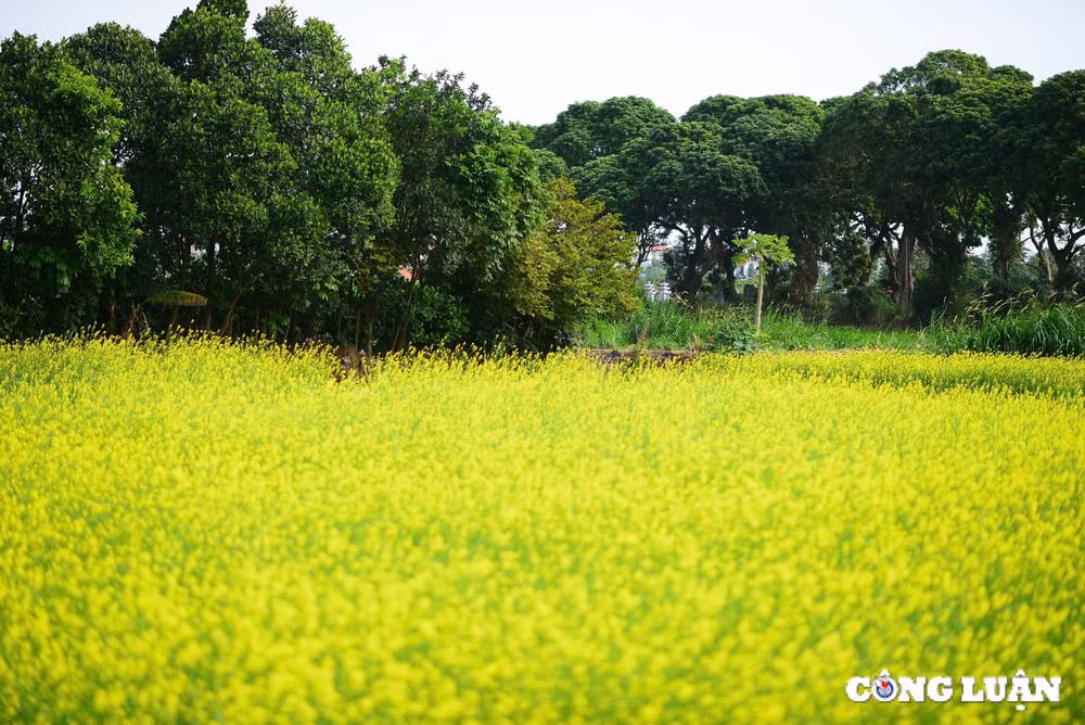canh dong hoa cai vang khoe sac ruc ro o ngoai thanh thu do ha noi hinh 2