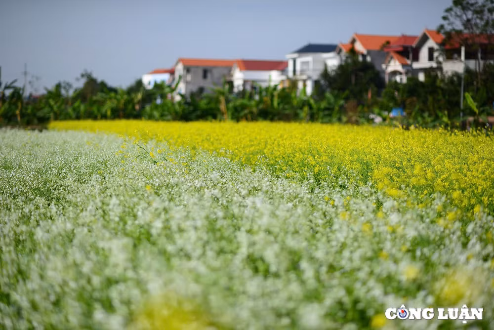 canh dong hoa cai vang khoe sac ruc ro o ngoai thanh thu do ha noi hinh 5