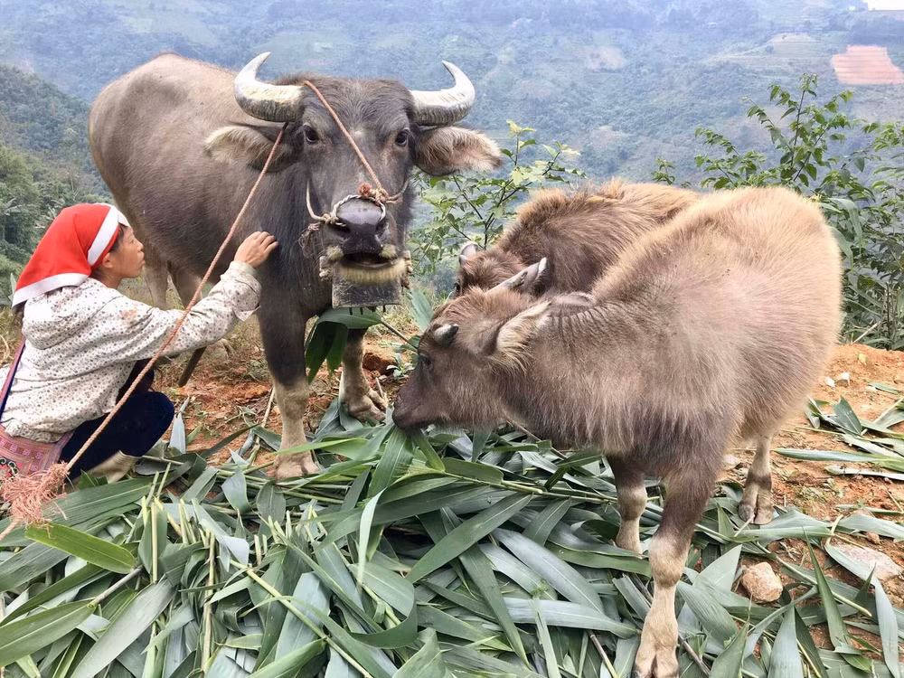 lao cai chi dao khan cac bien phap ung pho voi gia ret dang tran ve hinh 1