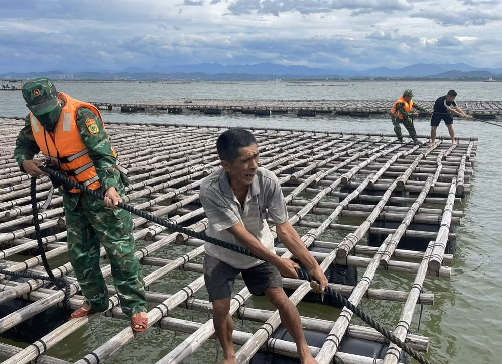 Bộ đội biên phòng Đồn Biên phòng Trà Cổ giúp ngư dân chằng chống bè nuôi hàu phòng chống bão số 1 (Ảnh: báo Quảng Ninh).