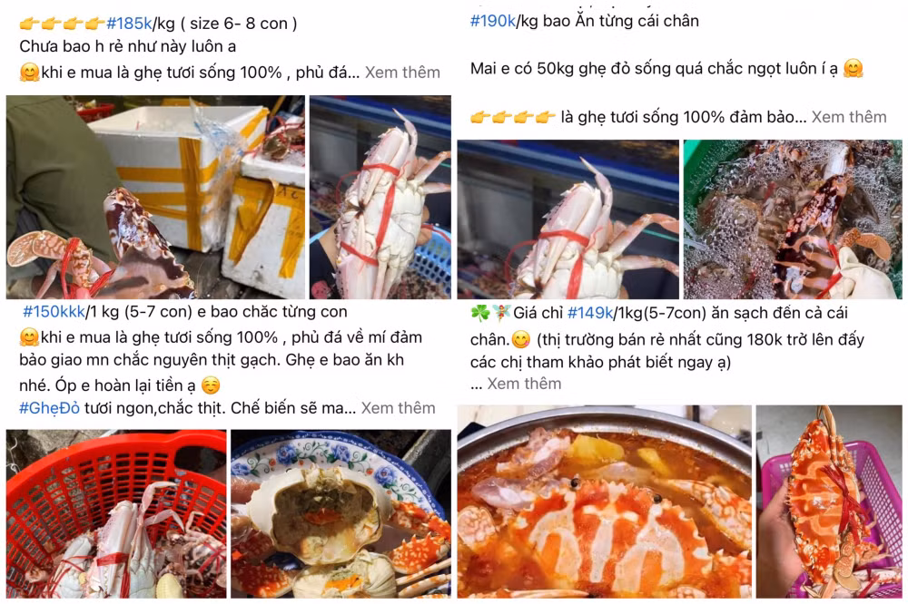 ghe do quang ninh ngap cho voi gia chi tu 150000 dong kg hinh 1