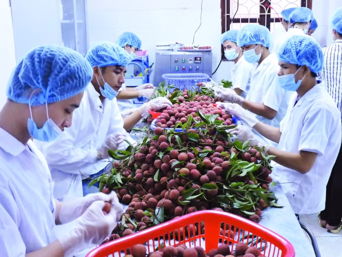 Giá trị gia tăng đối với hàng nông sản chủ yếu do khâu chế biến.