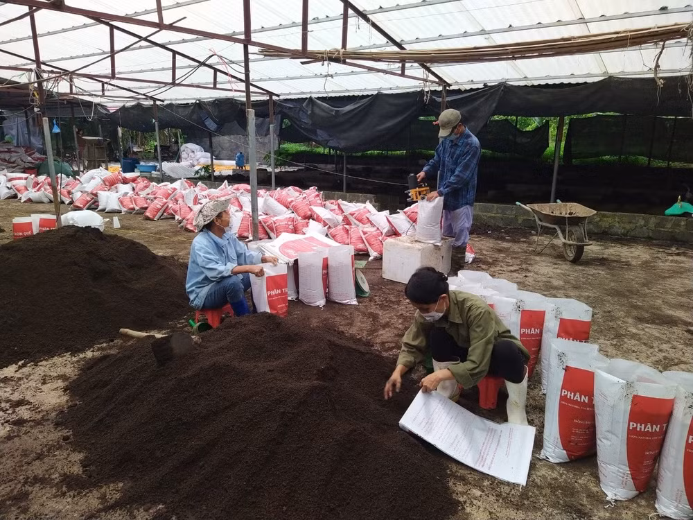 Sản xuất phân vi sinh, trồng trọt và kết hợp chăn nuôi đã mang lại thu nhập cao cho gia đình ông Đỗ Văn Hoan, thôn Phiến Thôn, xã Cẩm Tân (huyện Cẩm Thủy)